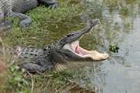 Alligator